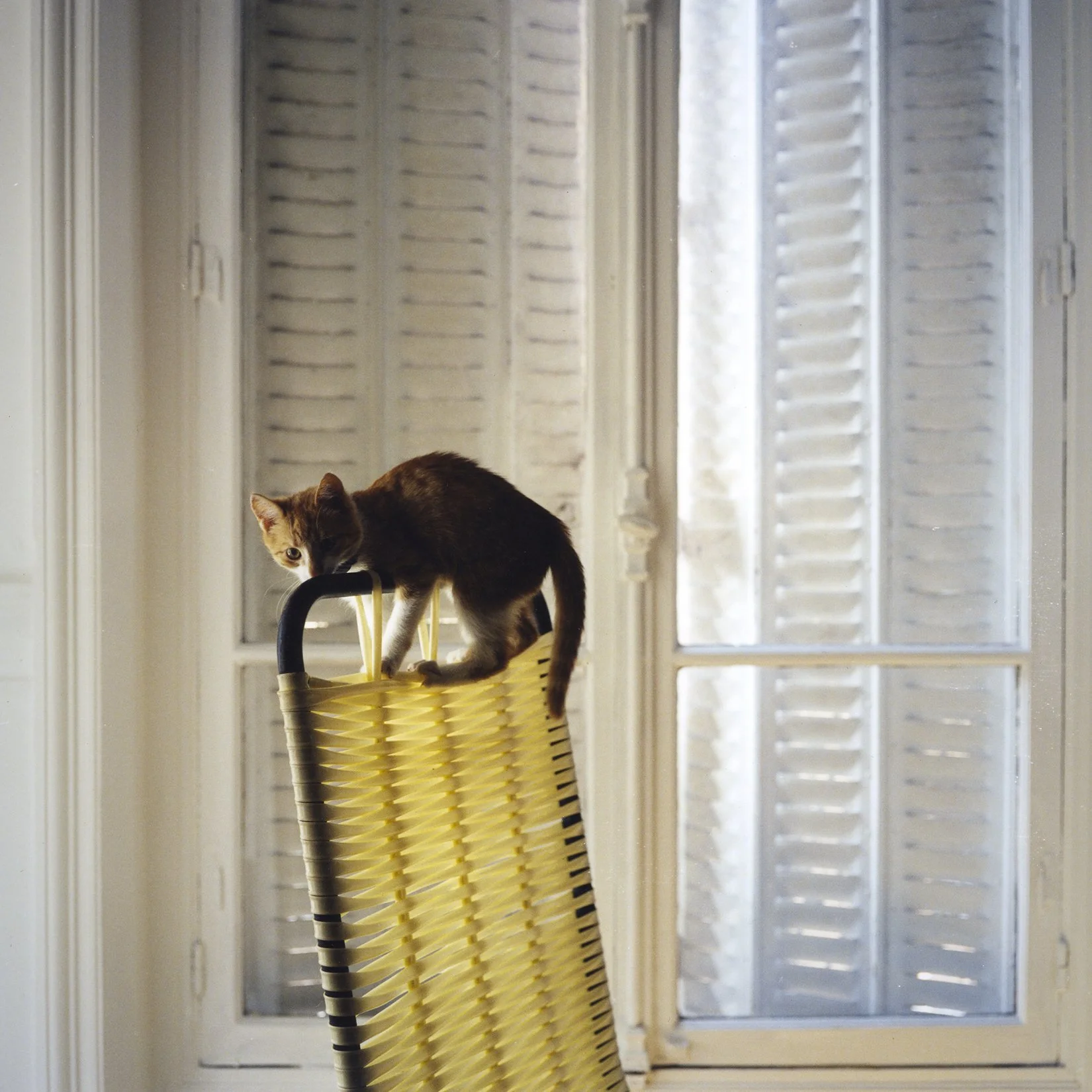 camille malissen CHATON 38.jpg