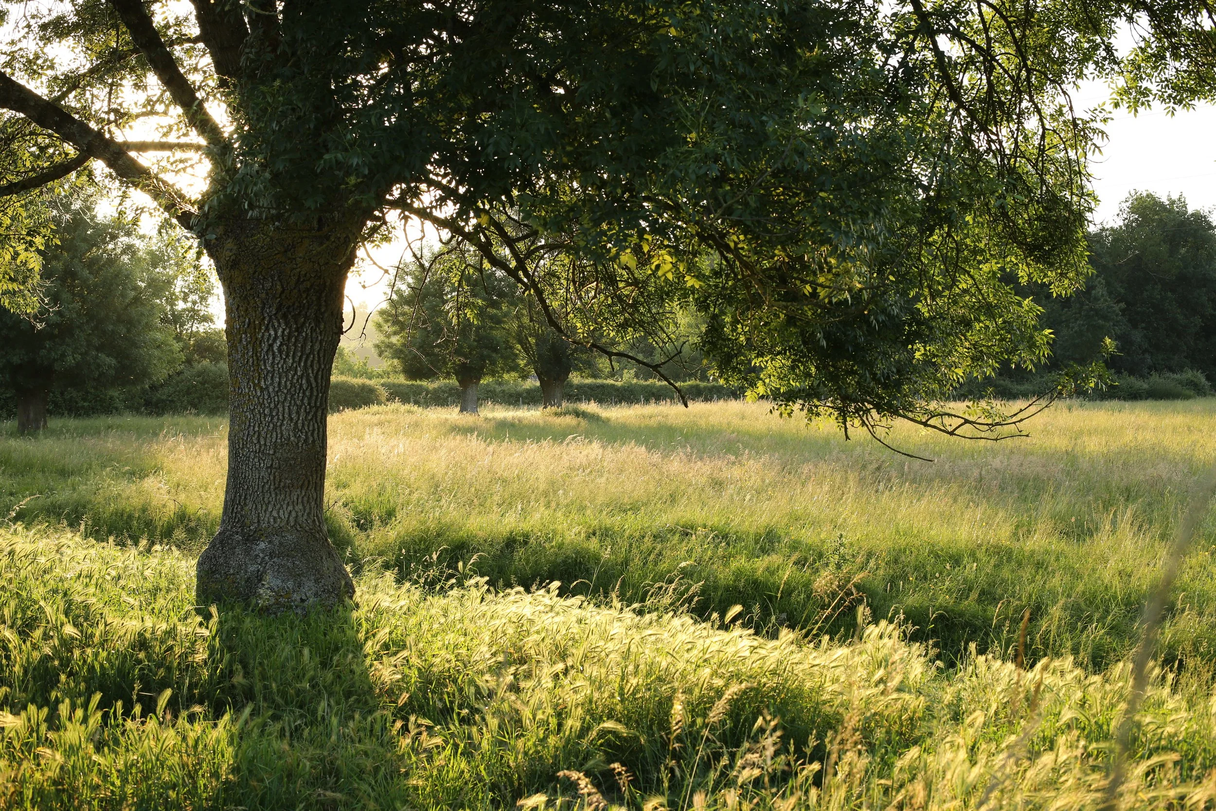 Landscapes