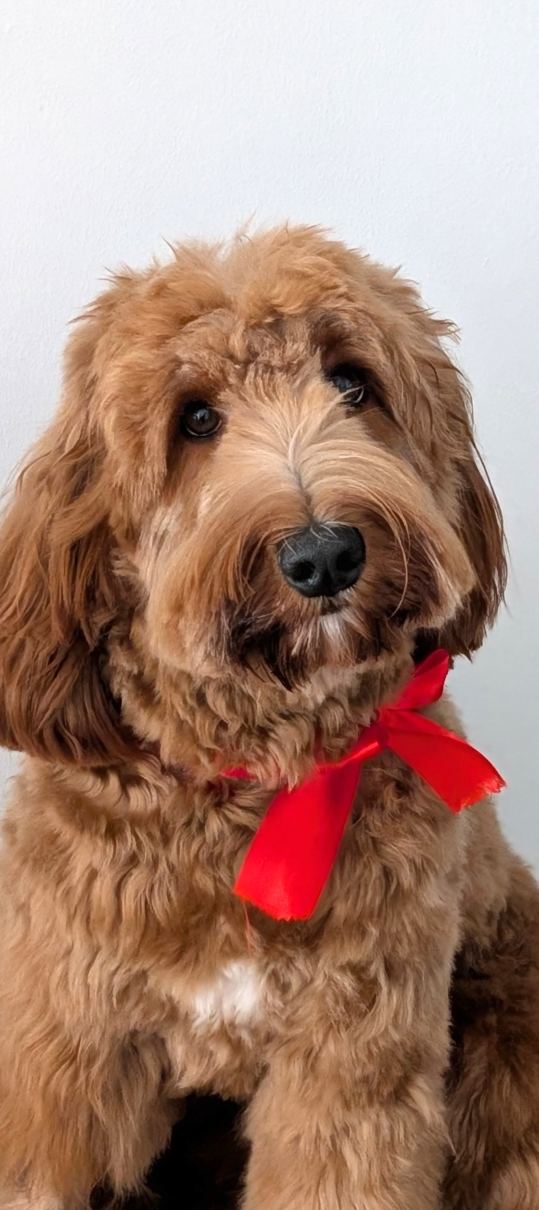 Perro de raza desconocida con pelaje rizado de color marrón claro, con una cinta roja en el cuello, mirando hacia la cámara.