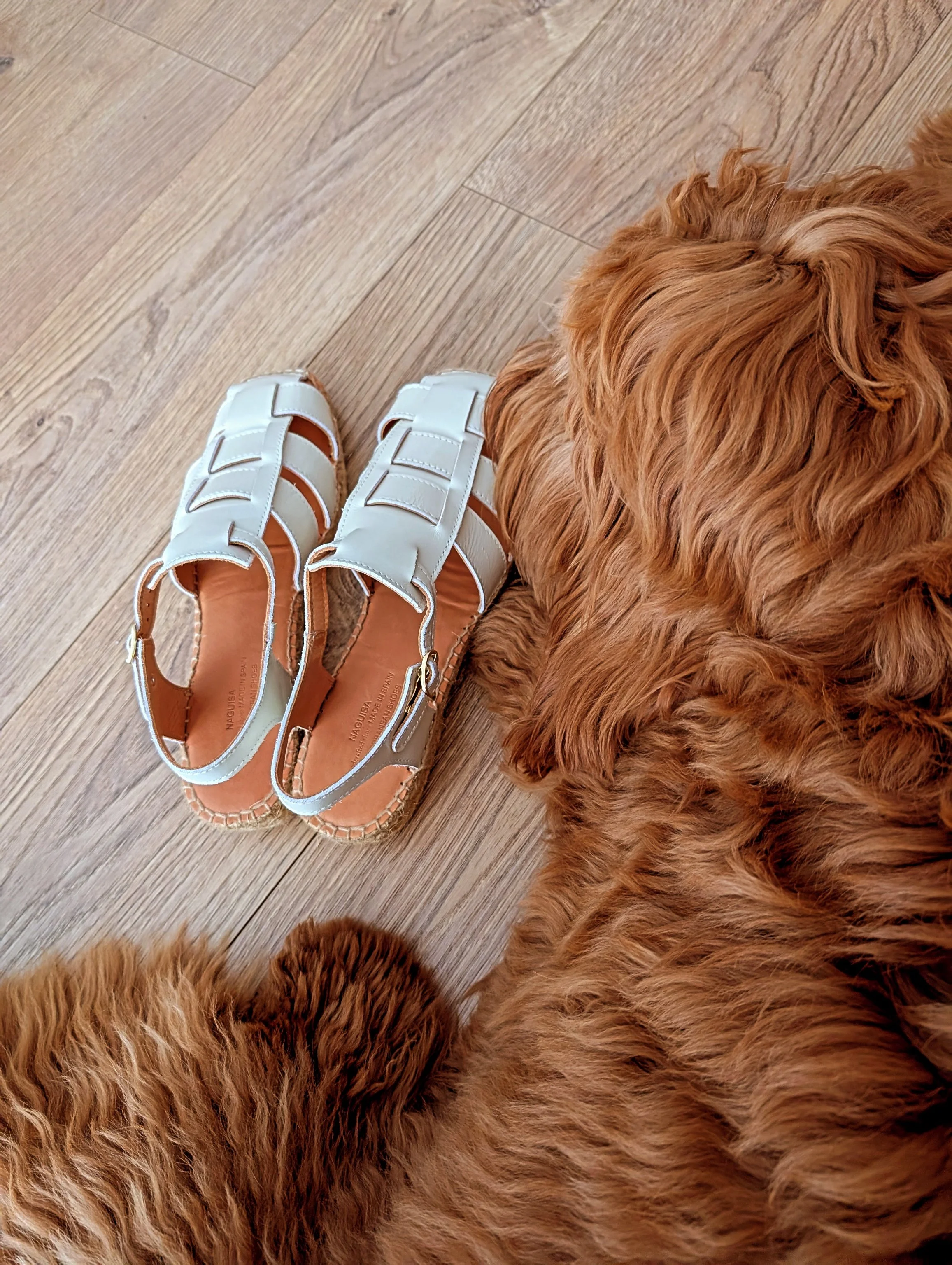 Zapatos blancos al lado de un perro de raza Golden Retriever sobre un suelo de madera.