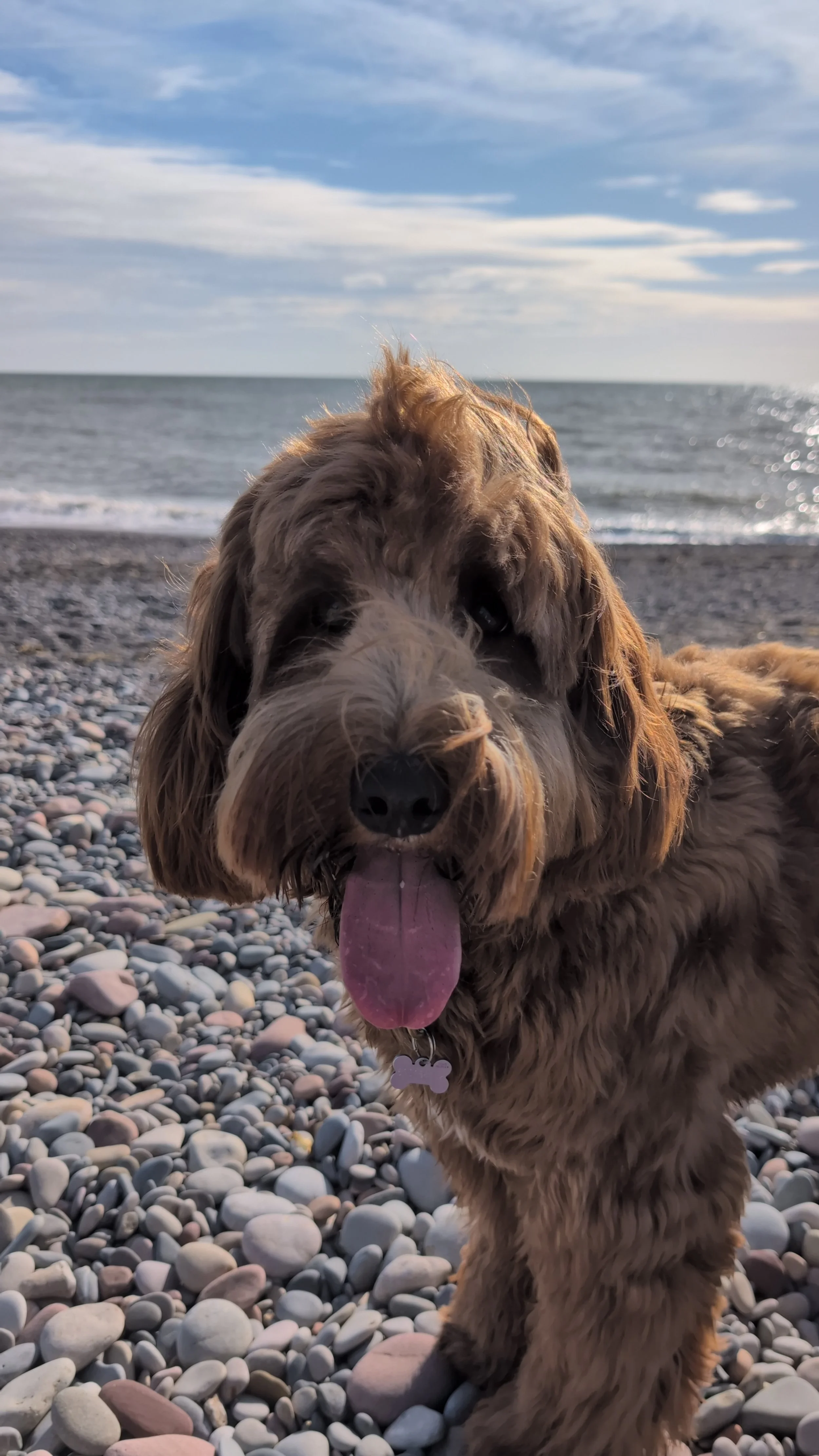 Perro de raza antigua en la playa con piedras, con el mar y el cielo nublado al fondo.