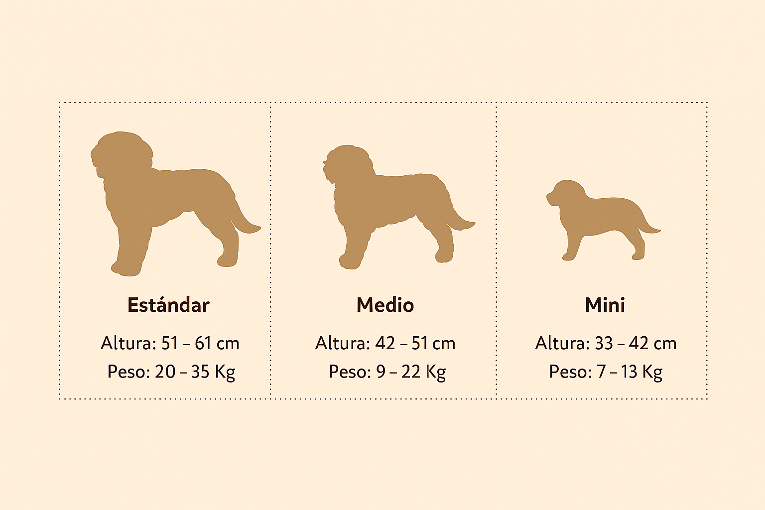 Comparación de tamaños de perros: estándar, mediano y mini, con sus correspondientes rangos de altura y peso en centímetros y kilogramos.