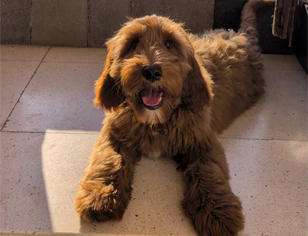 Perro de caza grande de color marrón con pelaje rizado, acostado en un piso de cerámica en un ambiente interior, mirando hacia la cámara con una expresión feliz y boca abierta.