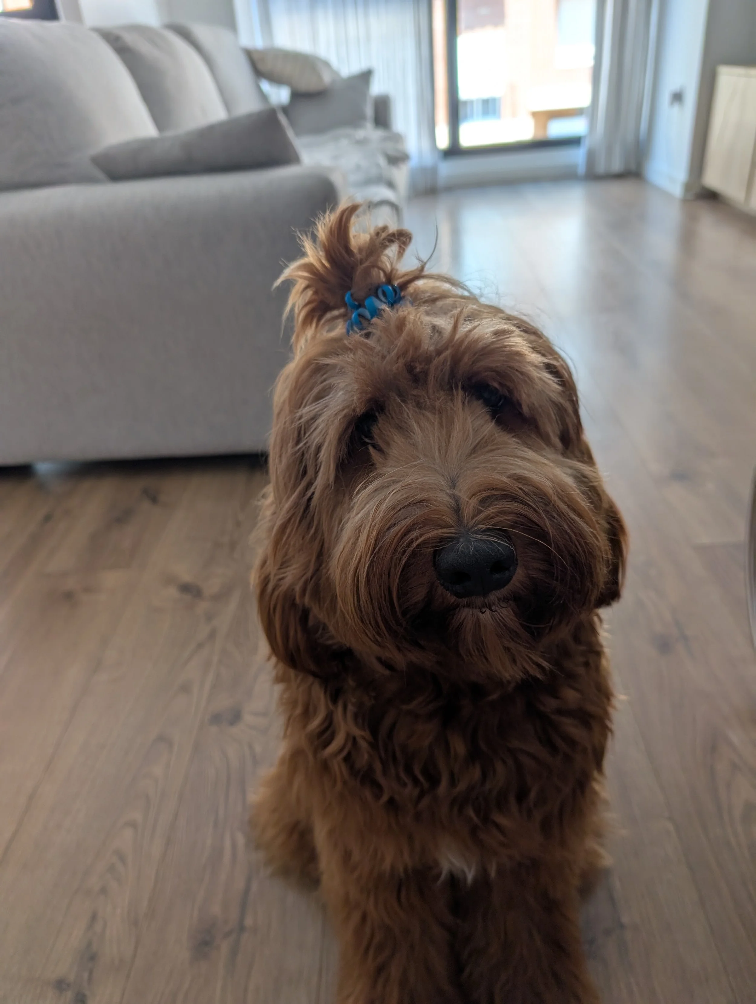 Perro de pelaje rizado y color marrón oscuro con un moño azul en la cabeza, de ojos oscuros, en un interior de vivienda con piso de madera y muebles grises.