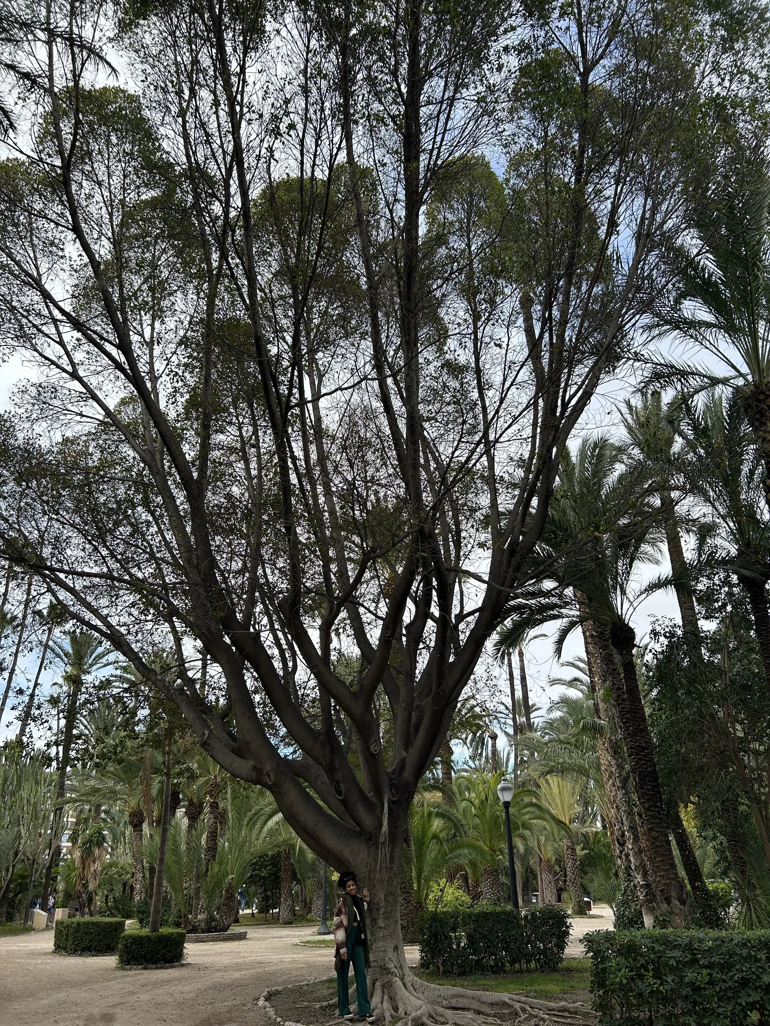 Une personne se tenant sous un grand arbre dans un parc verdoyant avec d'autres arbres palmés et un lampadaire.