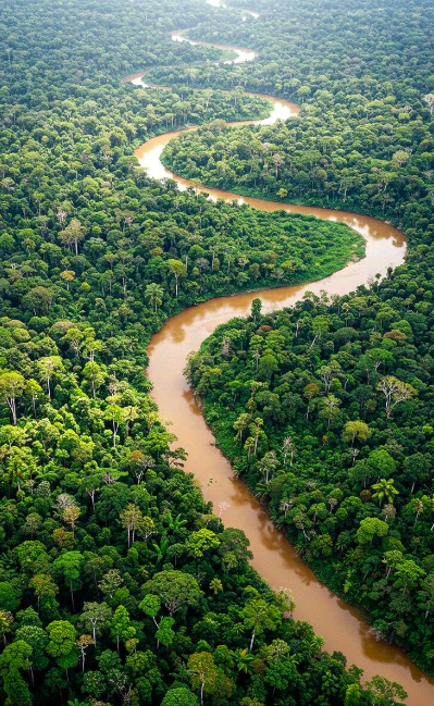 Vue aérienne d'une rivière sinueuse traversant une forêt dense.
