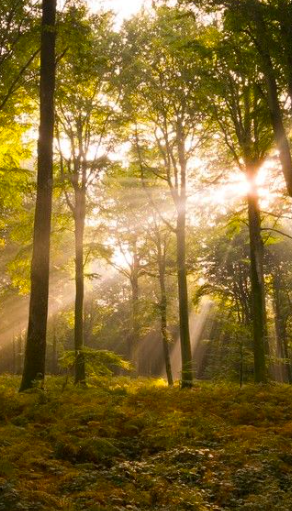 Forêt avec des rayons de soleil filtrant à travers les arbres
