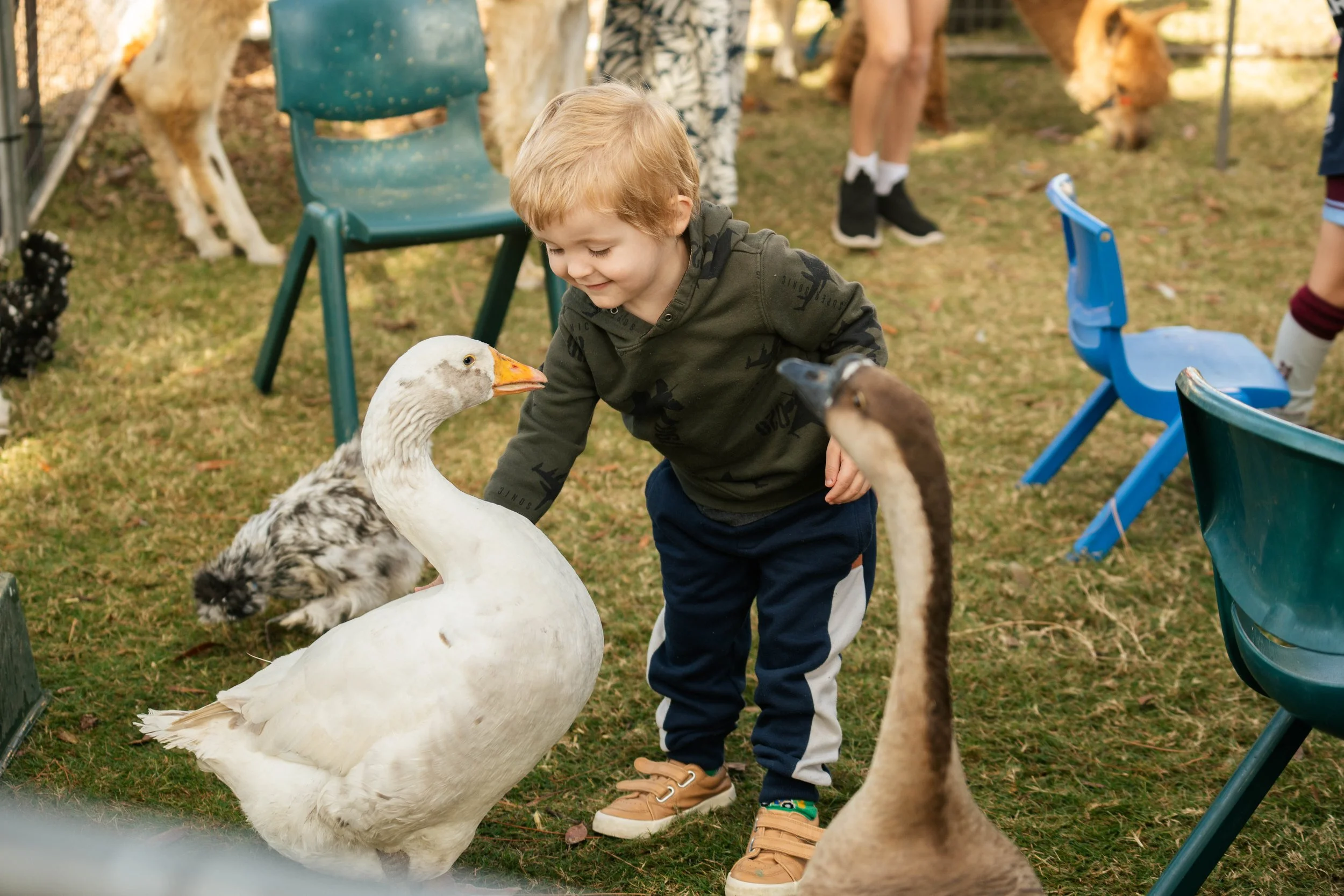 A young boy smiling and leaning forward to feed a large white goose on a grassy outdoor area, with a goose and a duck in the foreground and other children and animals in the background.