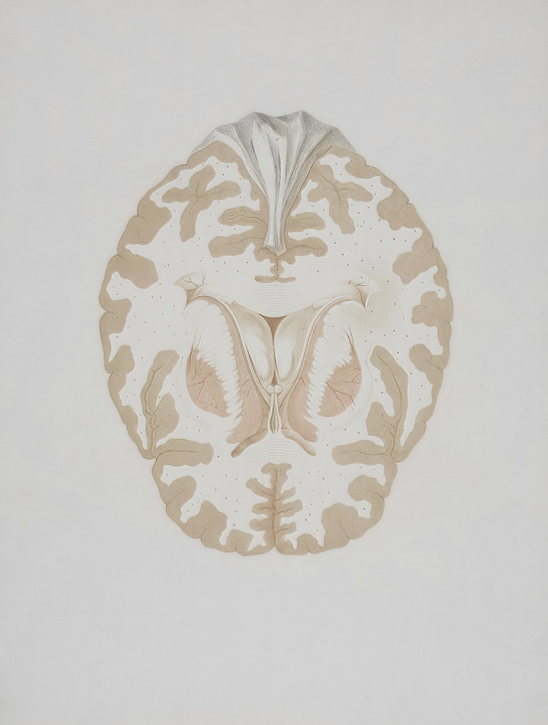 A cross-section diagram of a human brain showing detailed internal structures and regions.