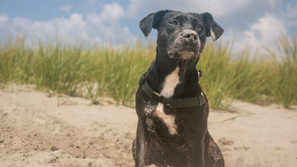 A black dog with a white patch on its chest sitting on sandy beach with grass and cloudy sky in background.