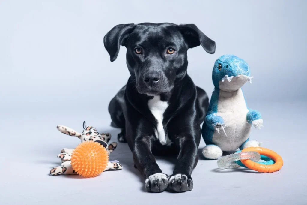 A black dog lying down surrounded by plush toys and a rubber ball on a light gray background.