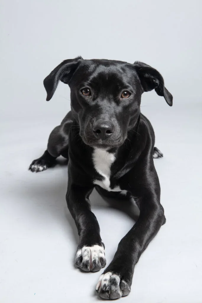 Black puppy with white paws lying on a light gray background, looking at the camera.