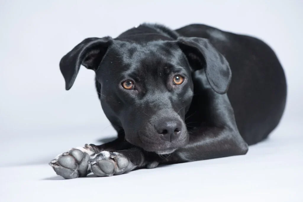 Black dog lying down with a relaxed expression, paws extended forward, against a light background.