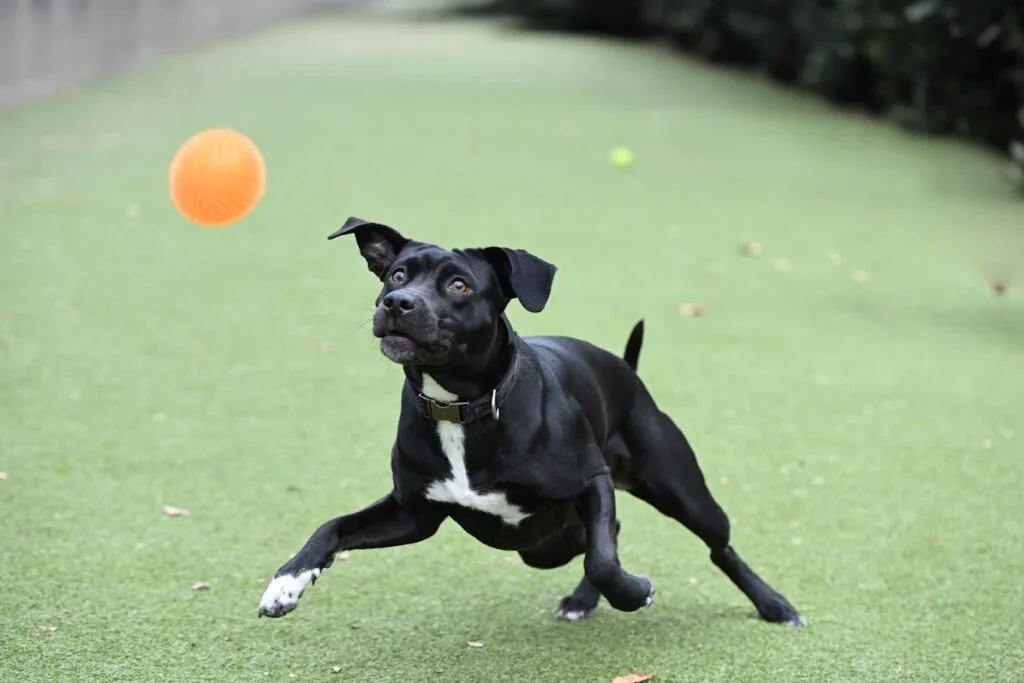 A black dog with white markings playing fetch with an orange ball on a green artificial turf yard.