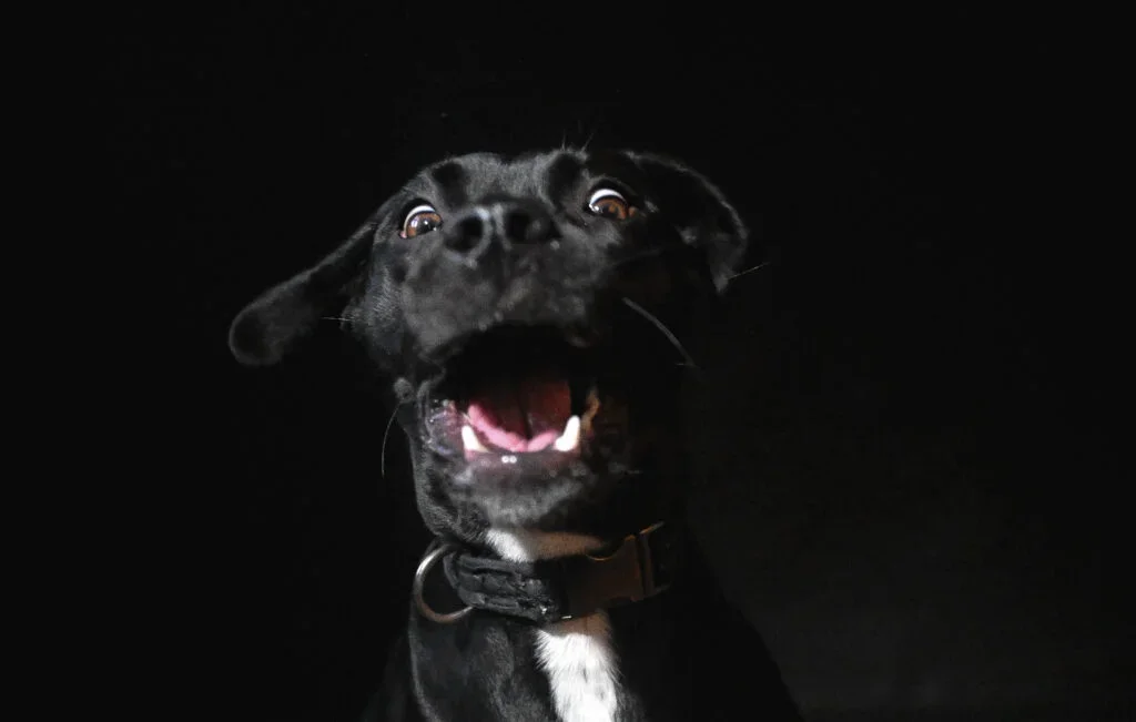 Black dog with an open mouth and happy expression against a black background.
