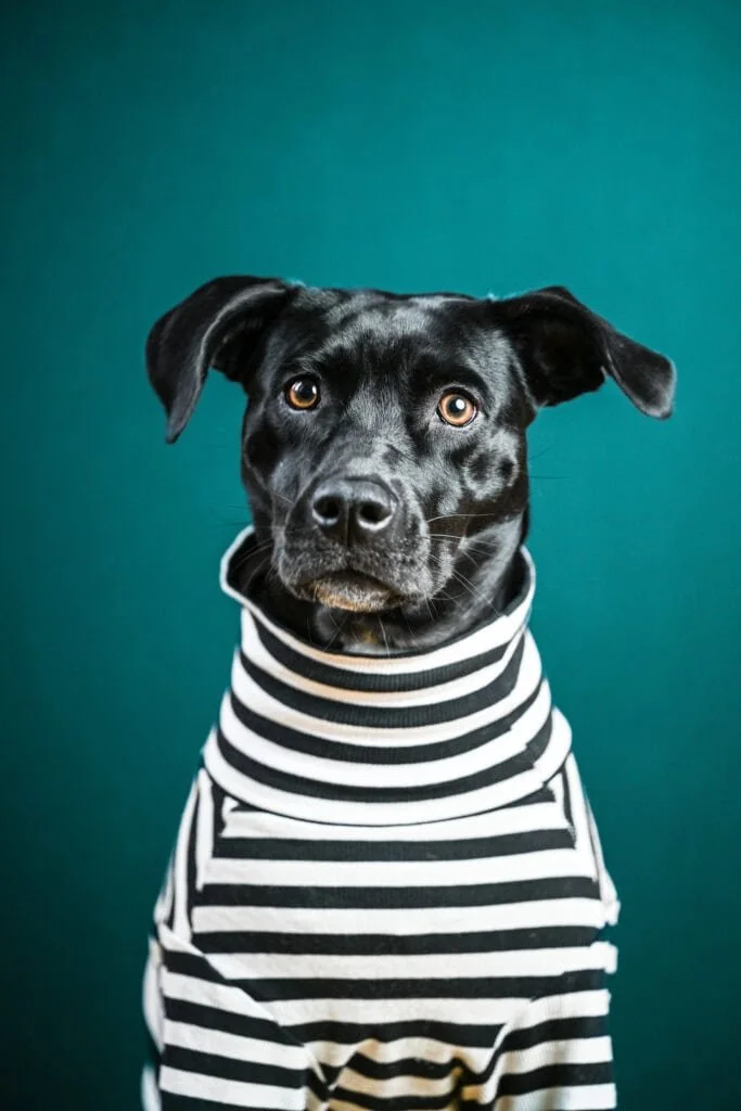Black dog wearing a black and white striped hoodie against a teal background.