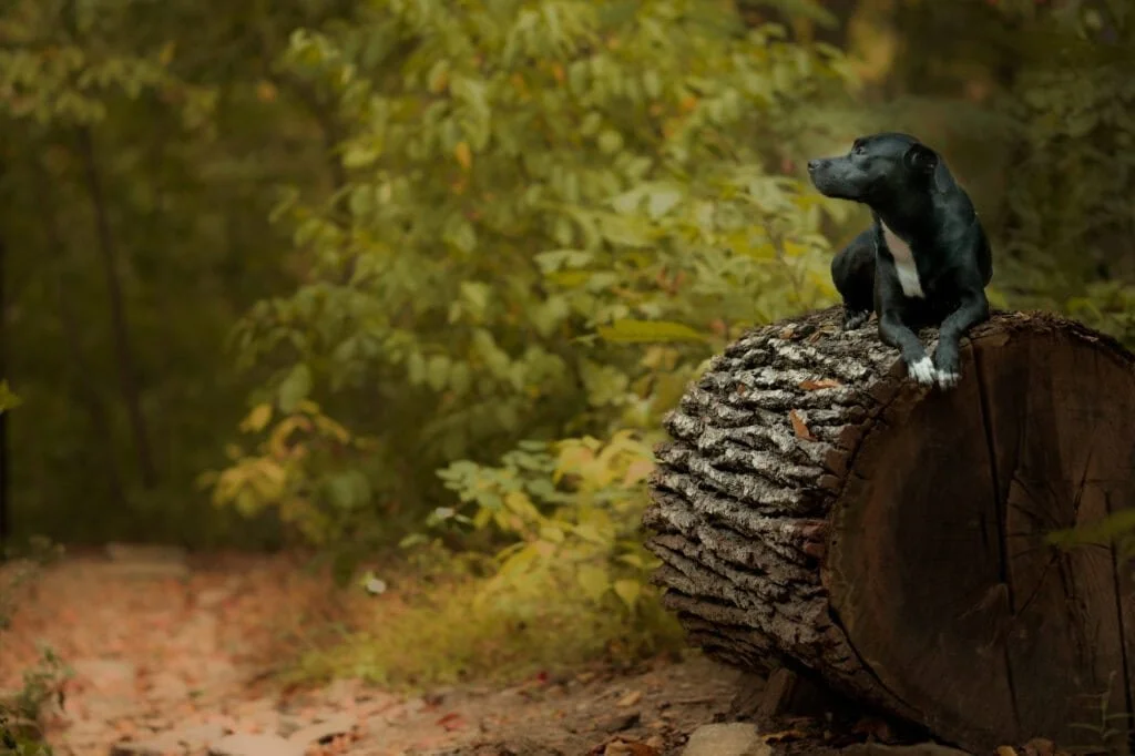 Black and white dog sitting on a large fallen tree trunk in a wooded area with green foliage.