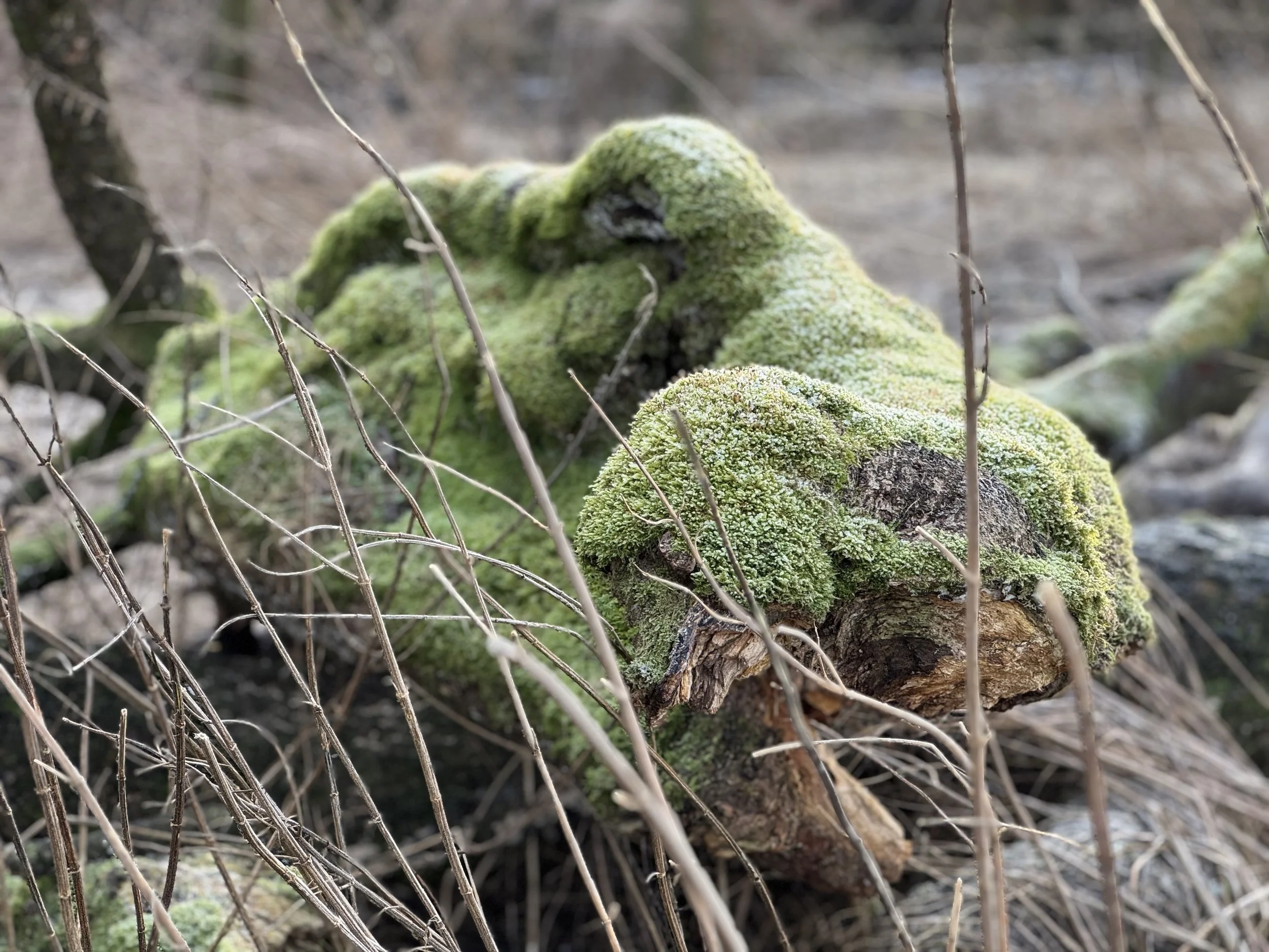 From scrolling to stillness: how I’m fighting the urge to pick up my phone