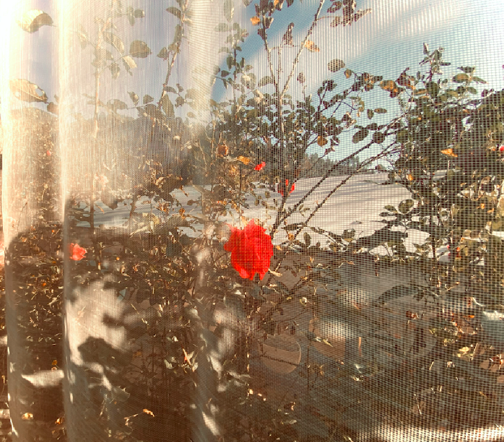 Screenshot 2026-01-18 at 12.39.37 PM.png