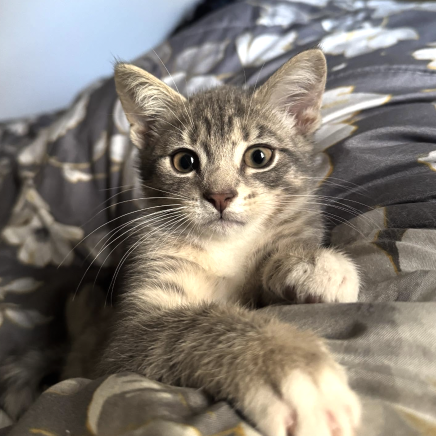 Close-up of a gray tabby kitten lying on a bed with a floral pattern, looking at the camera.