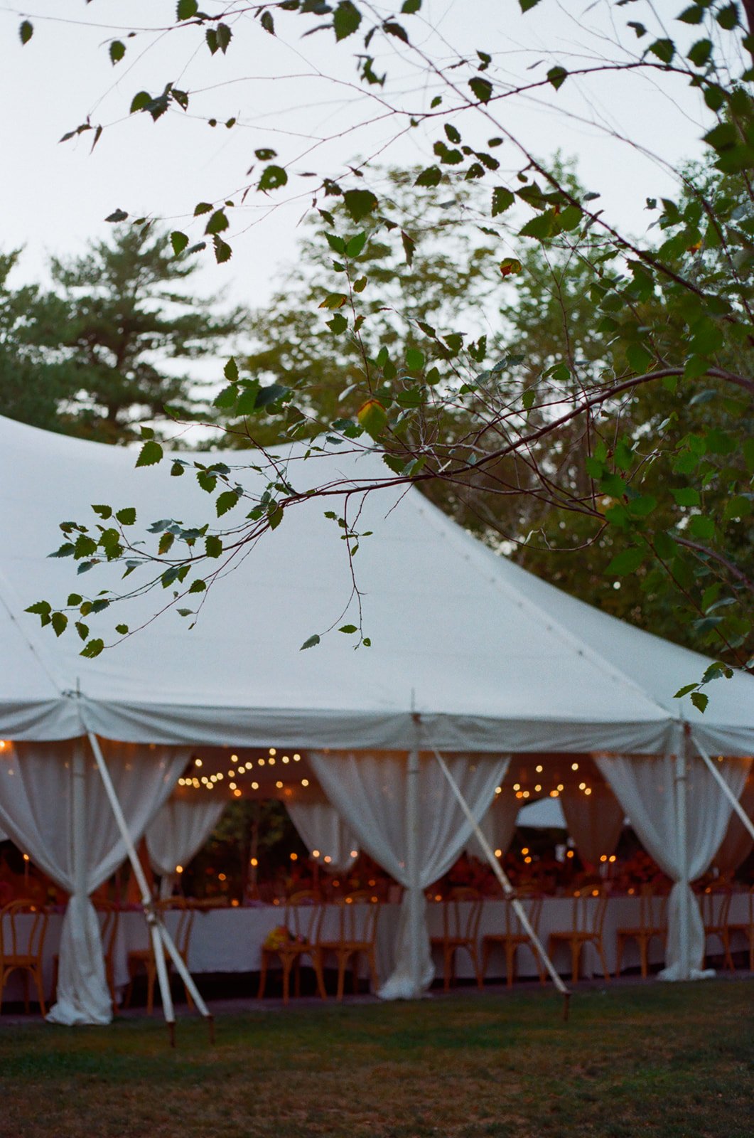Outdoor event tent decorated with string lights, with trees and branches in the foreground at dusk.