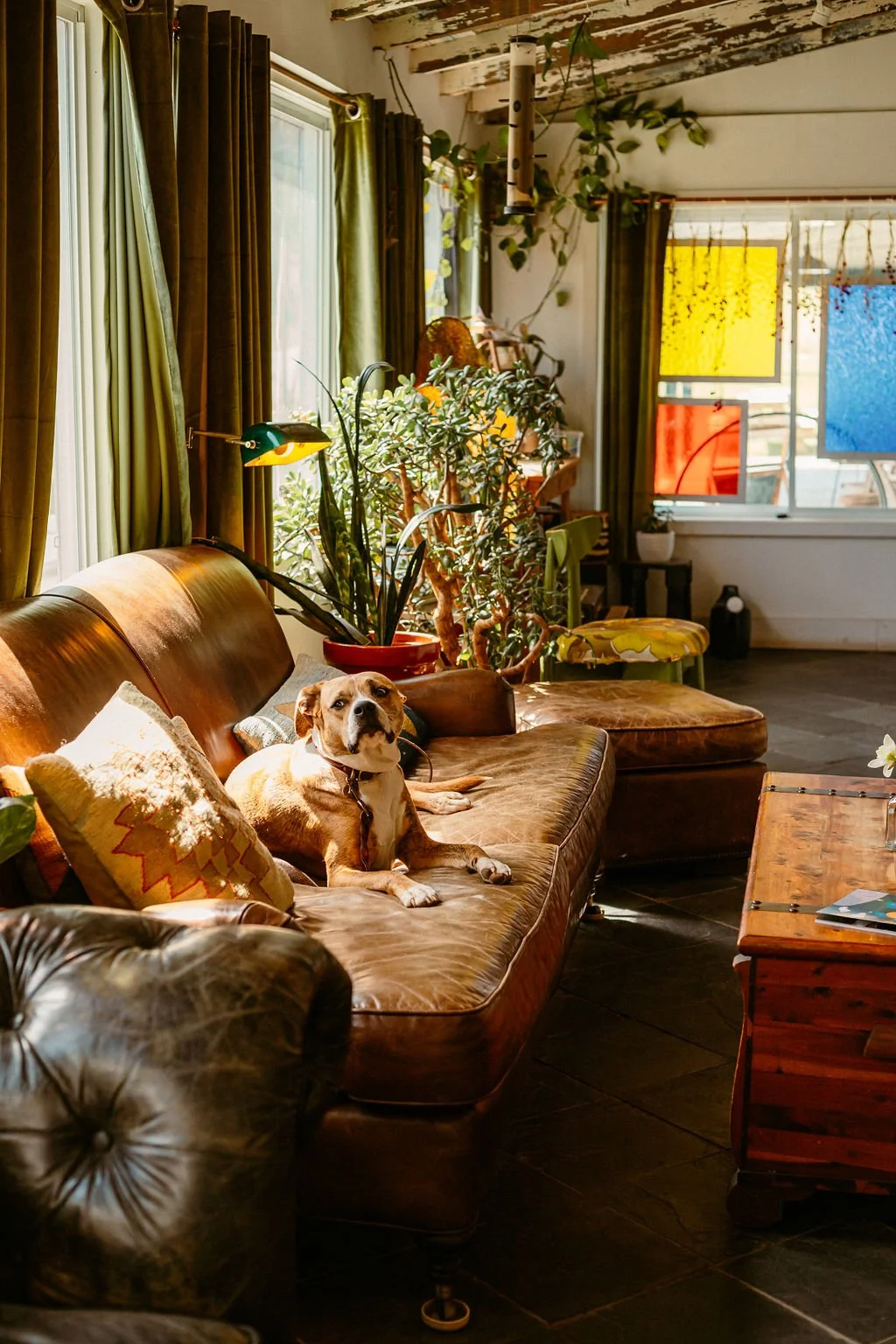 A cozy living room with a brown leather sofa, green curtains, indoor plants, and a dog lying on the sofa. Natural sunlight streams through the windows, illuminating the space which has a rustic ceiling and colorful window panels.