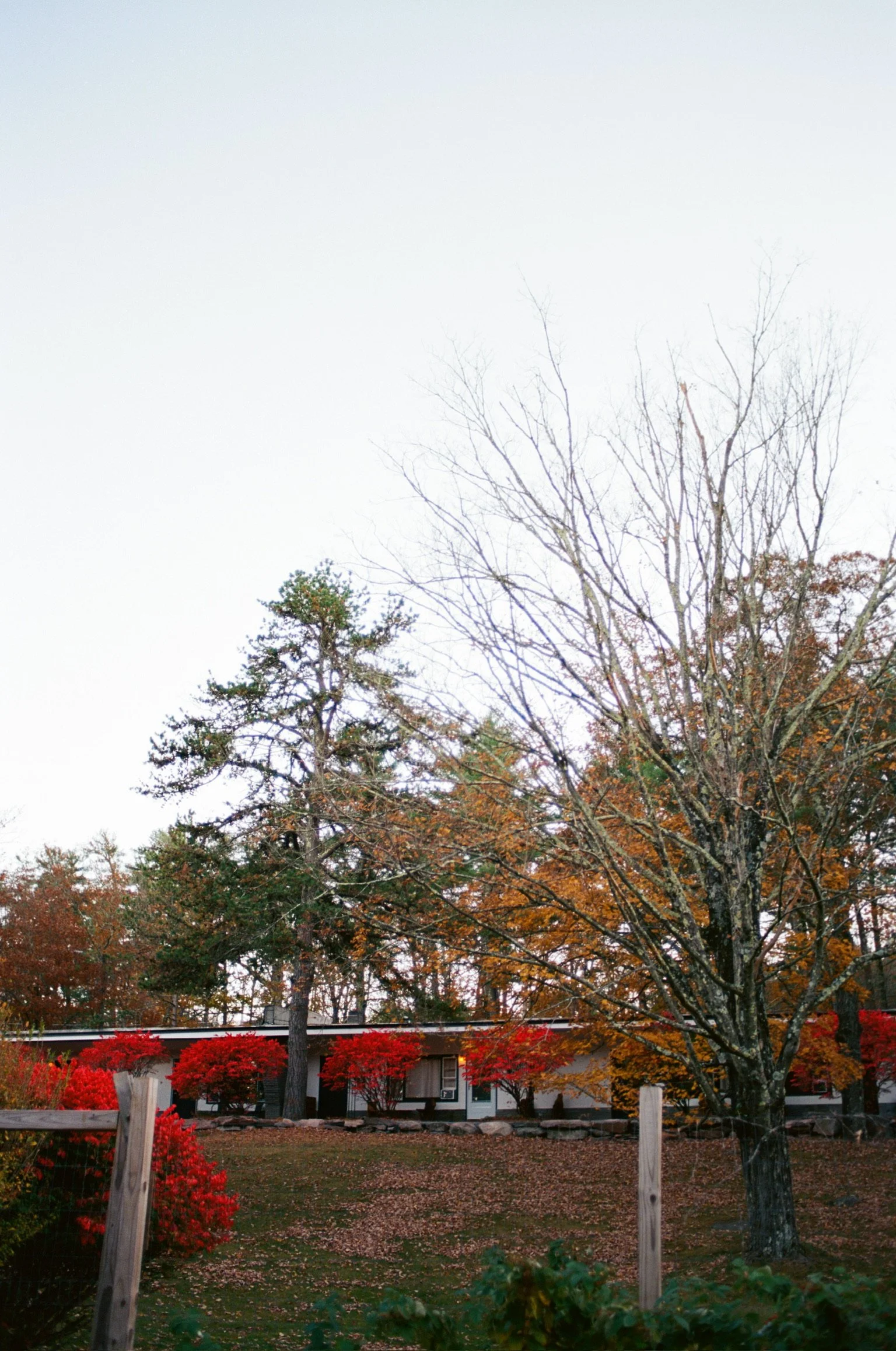 A house in the background with vibrant autumn foliage and trees with mostly bare branches, surrounded by a lawn with fallen leaves and a wooden fence.
