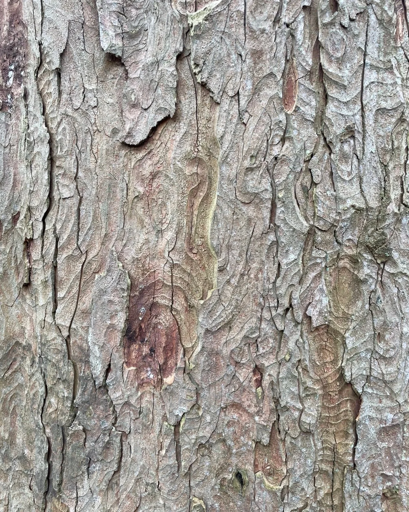 Ripples in the wood; Calderstones park yesterday.
