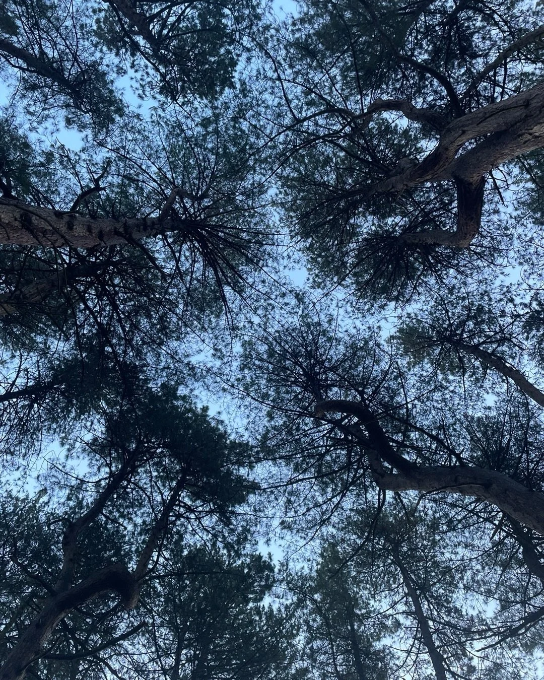 In among the Scots pines at Sefton Park today.