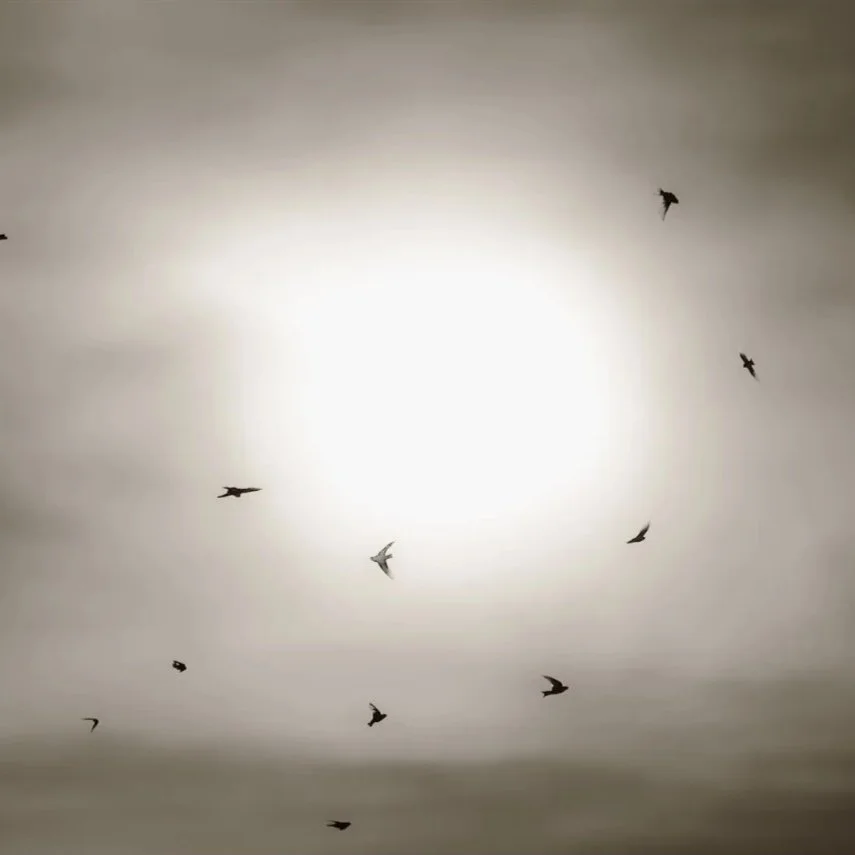 Birds_260918.jpg