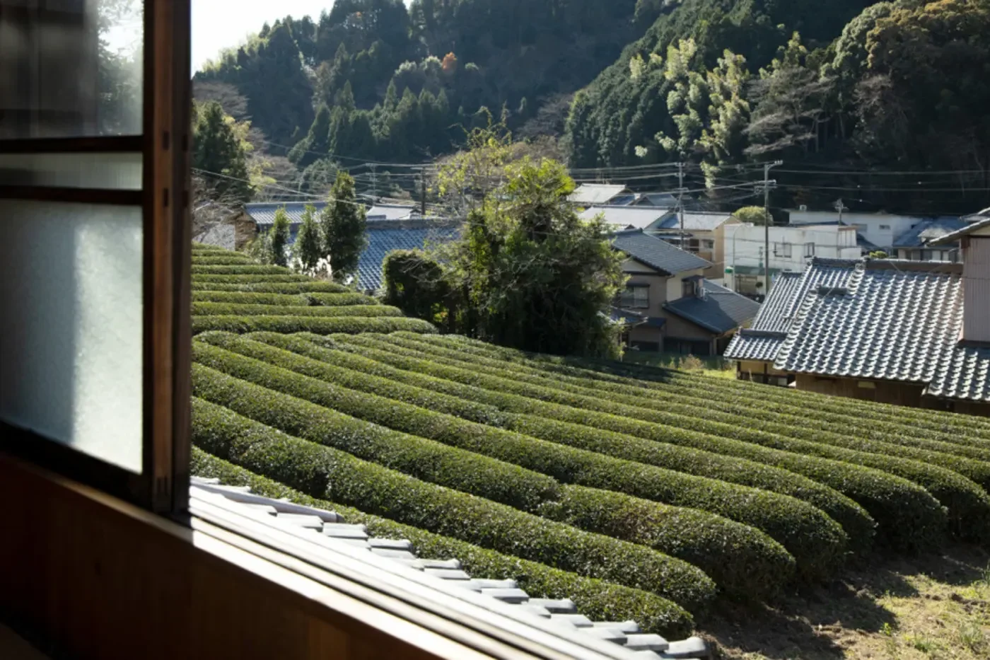 04_tea_plantations_xqiujy.webp