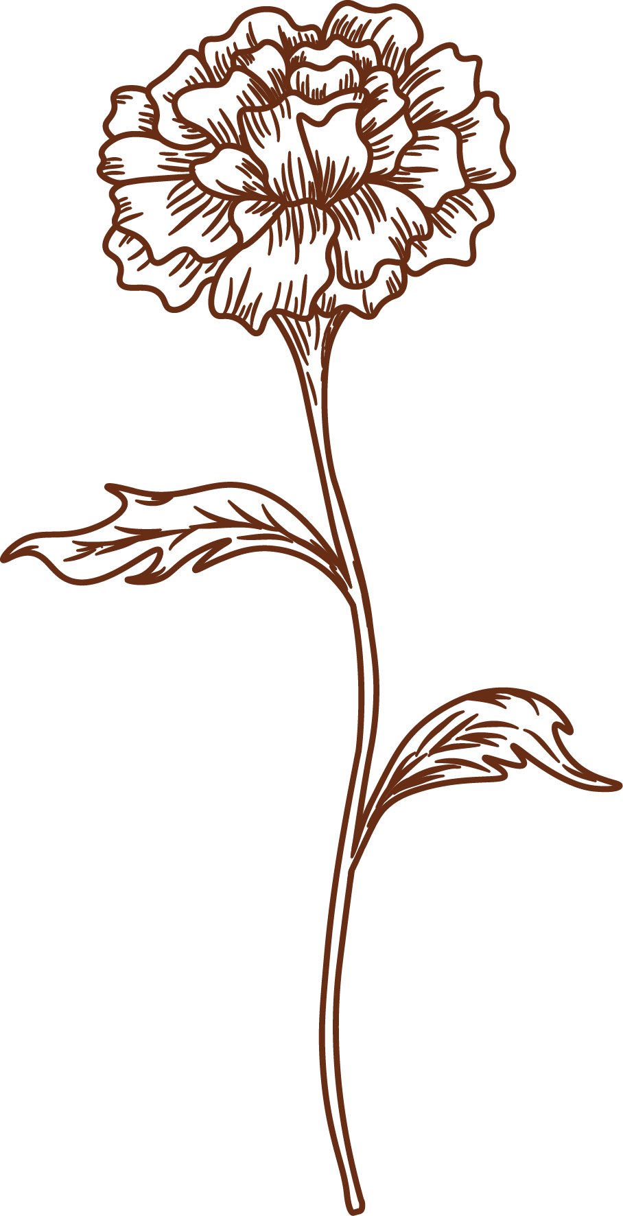 Line drawing of a single flower with a large, detailed flower head, a long slender stem, and two leaves.