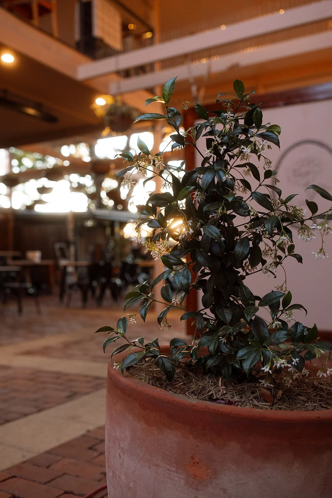 Close-up of a potted green leafy plant inside a restaurant with warm lighting and wooden decor, with tables and chairs visible in the background.