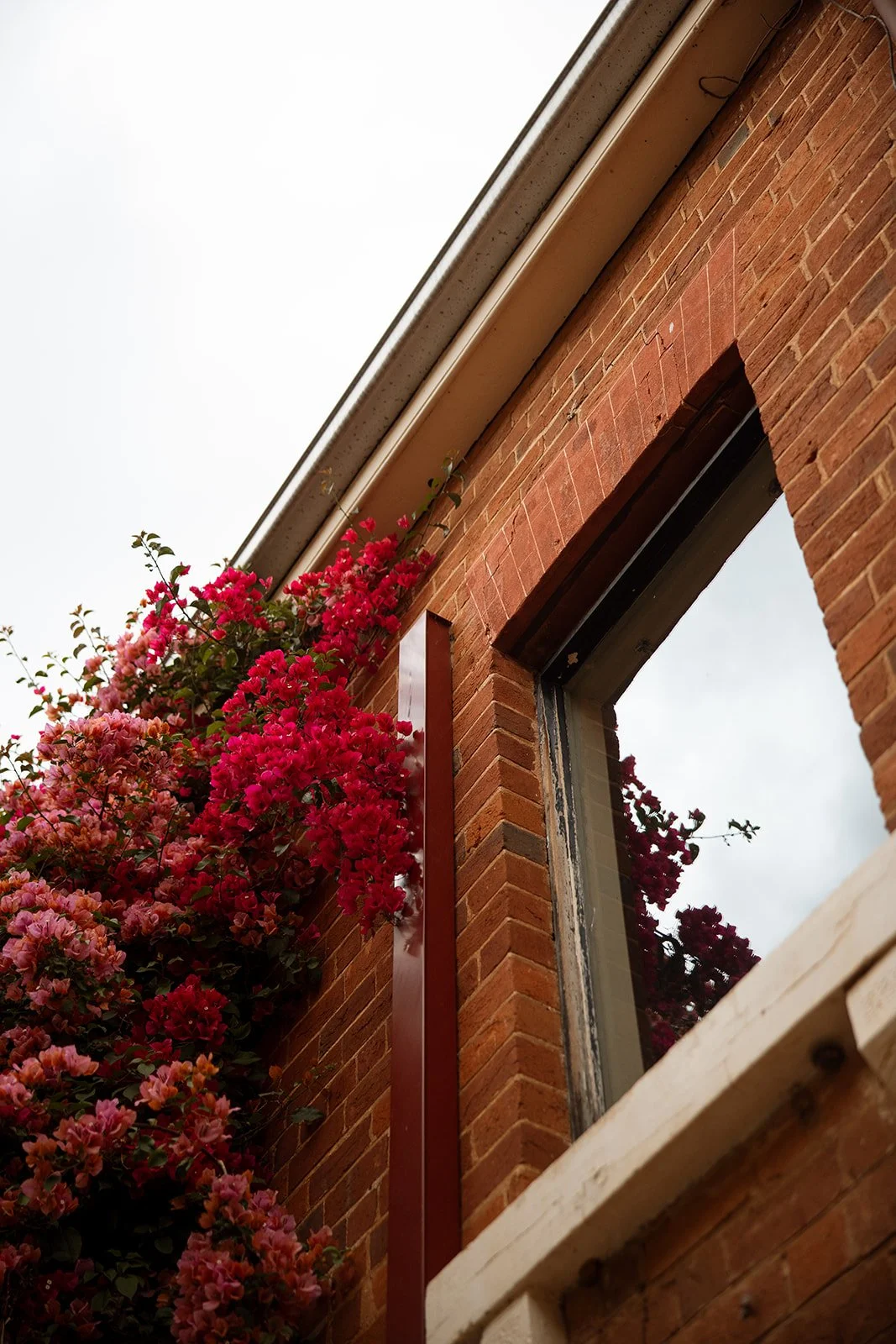 Close-up of a brick house wall with a window, pink and red flowers climbing on the side, and a cloudy sky overhead.