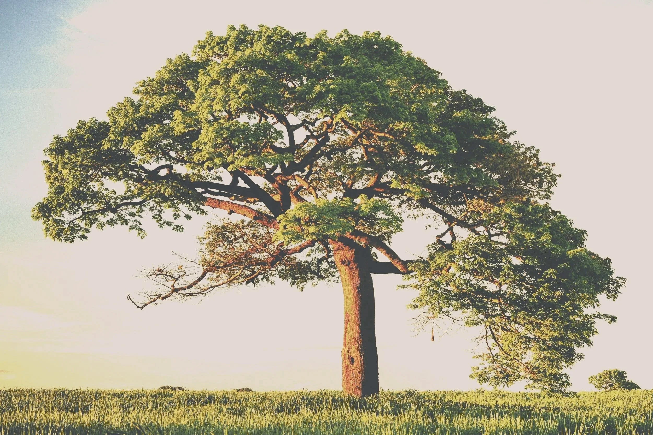 Life Intelligence Coaching