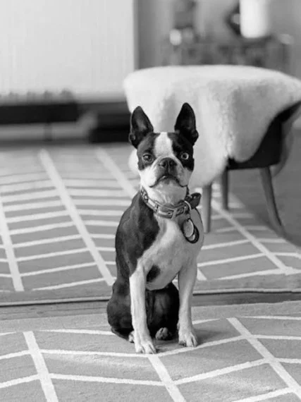 Small business dog mascot