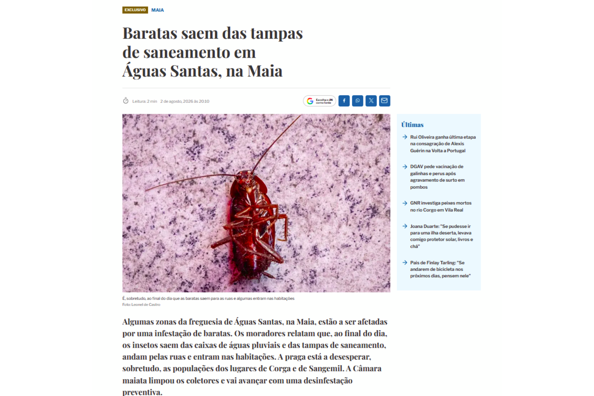 Baratas saem das tampas de saneamento em Águas Santas, na Maia