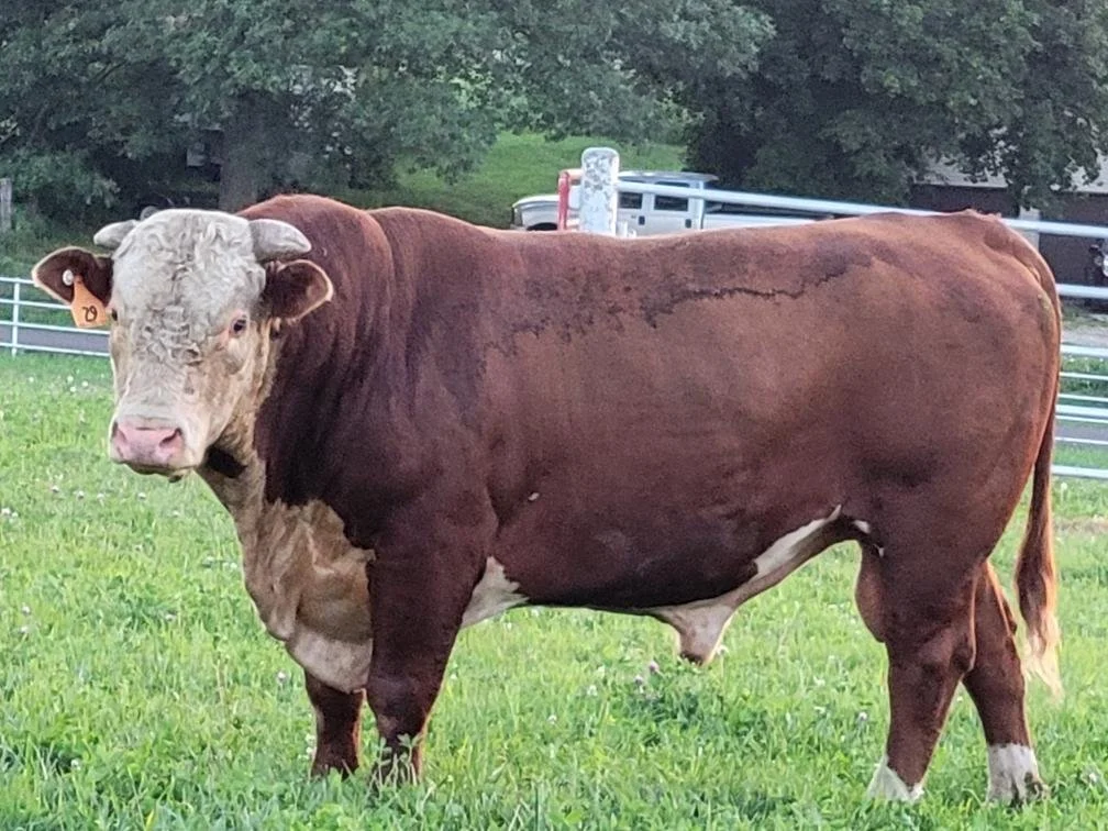 A brown and white beef cow standing on green grass with trees and a metal fence in the background.