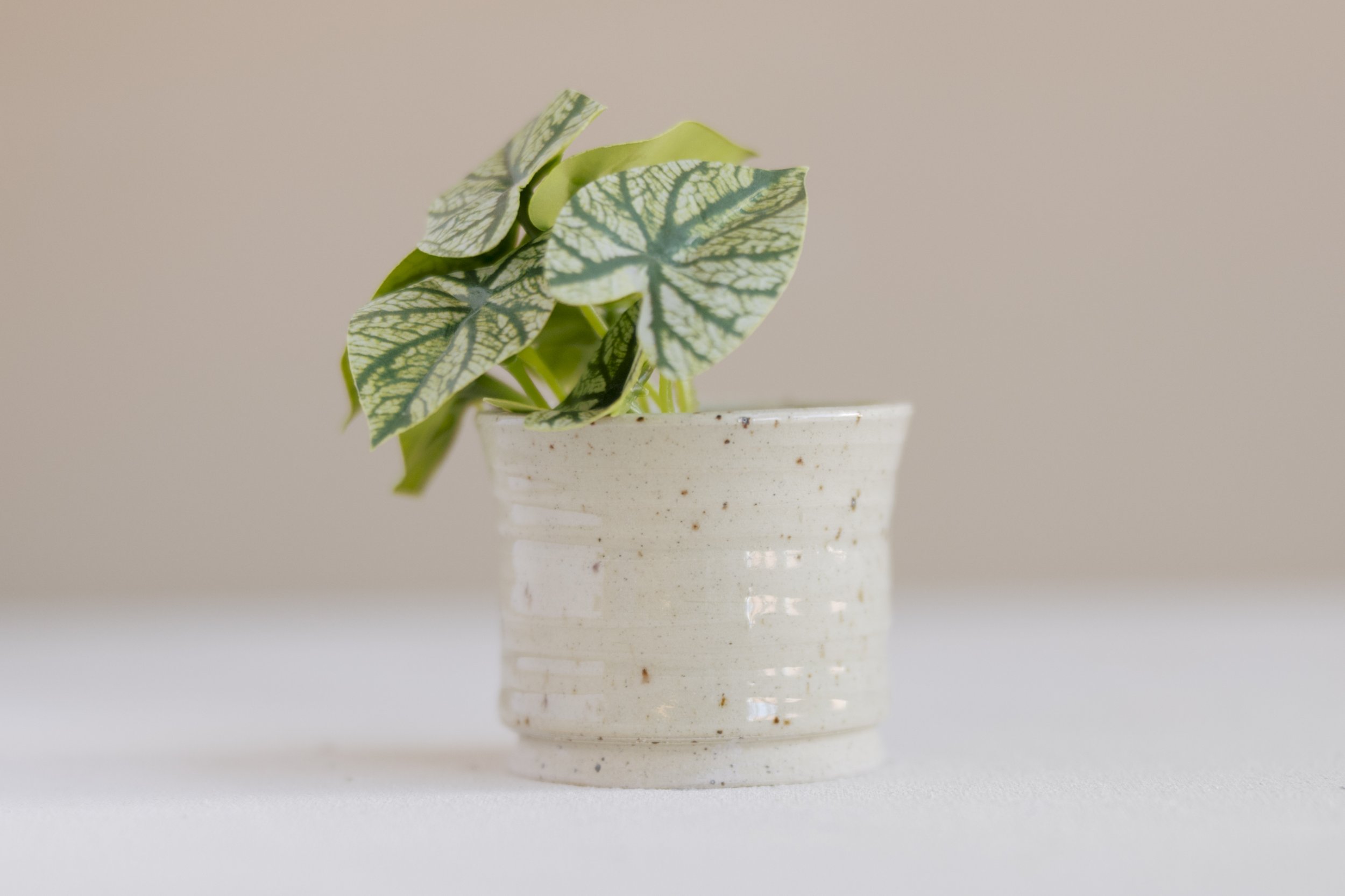 LoriWaltenburyPhoto_StudioCeramica_0359 (1).jpg