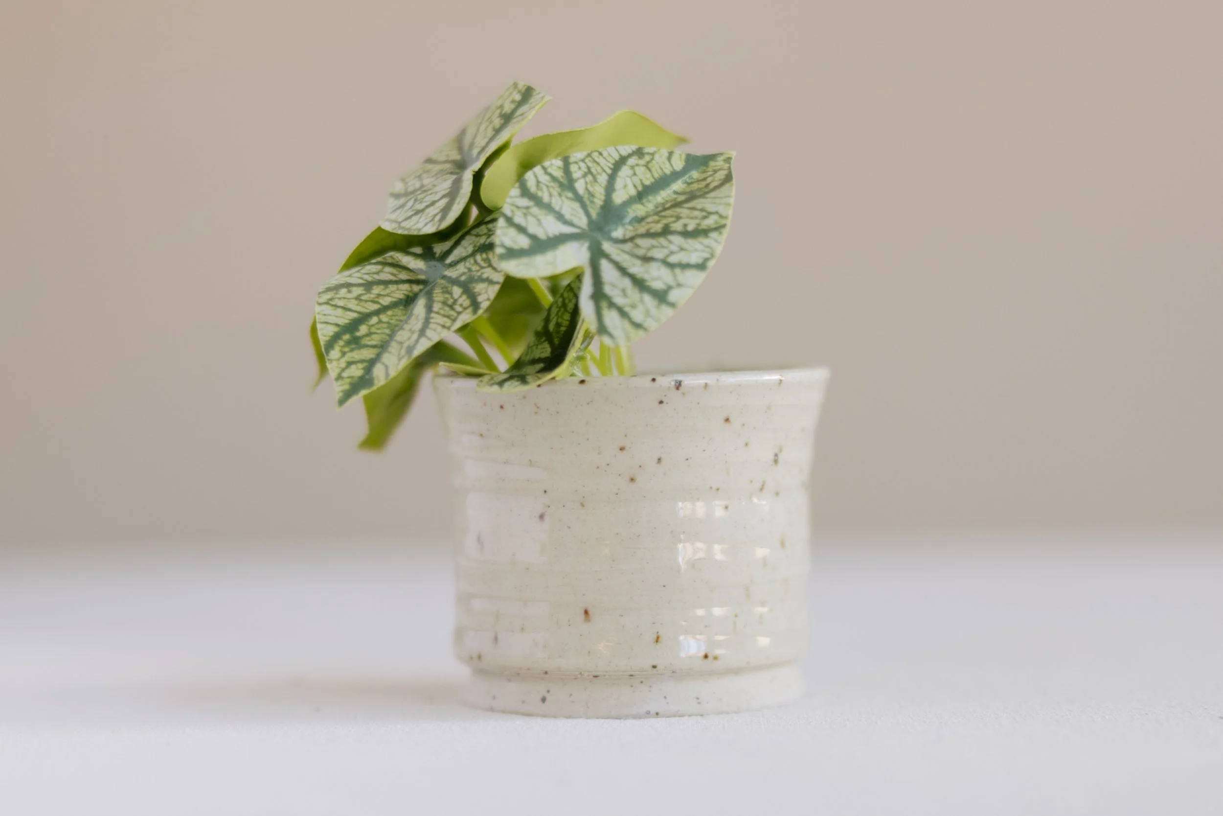 LoriWaltenburyPhoto_StudioCeramica_0359 (1).jpg (Copy)