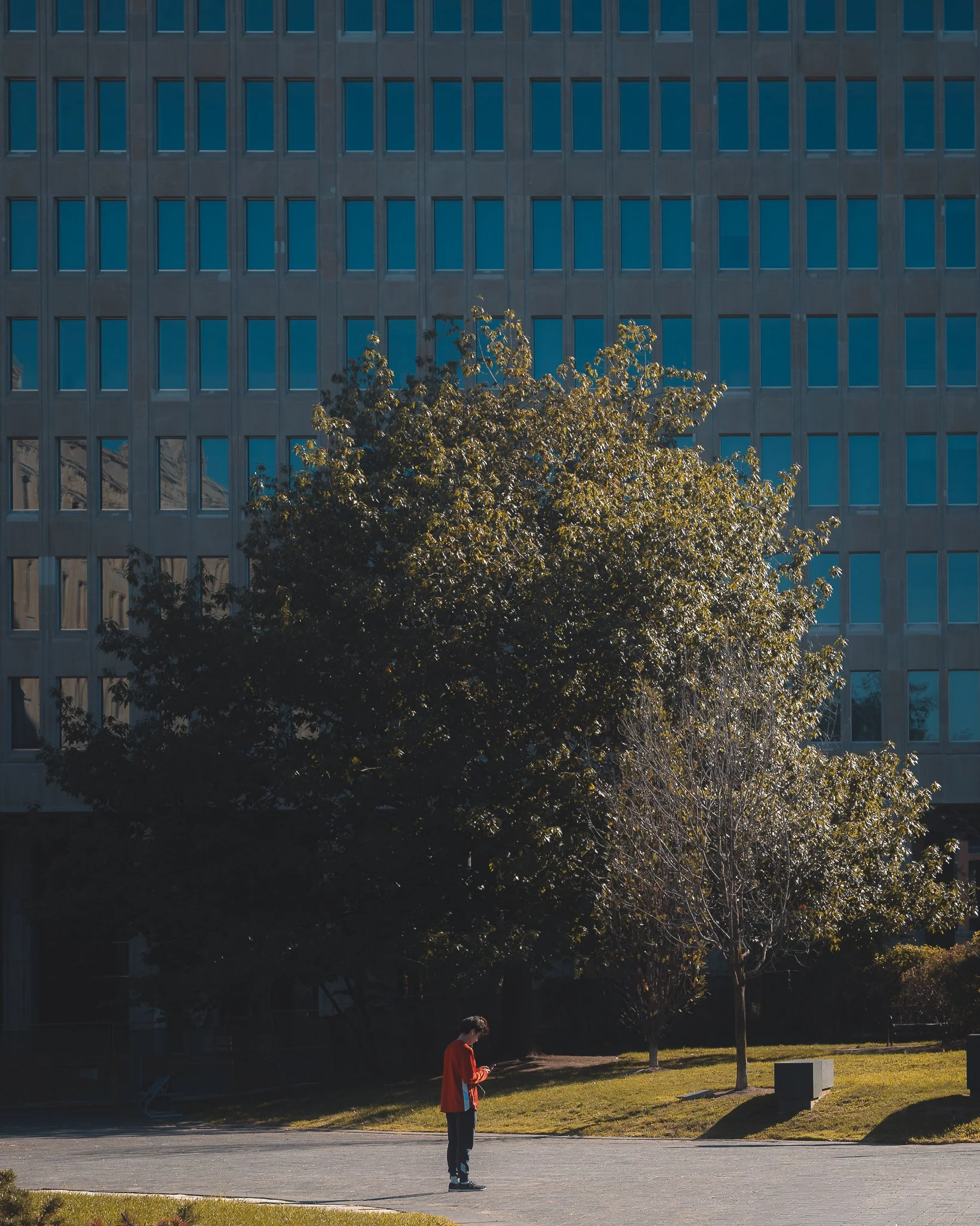 A person in a red jacket standing outdoors on a paved area and looking at their phone, with two trees and a tall office building with multiple windows in the background.