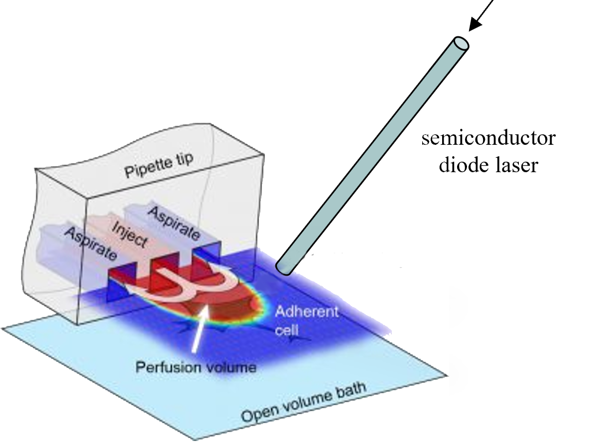 A laser was used to generate a local pulse of heat to activate the heat-sensitive TRPV1 ion channel in an adherent cell culture. Combined with a microfluidic pipette, designed to rapidly switch between several drug treatments in a confined set of cel