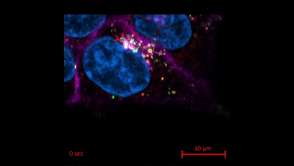 Transportation of Fluorescently tagged antibody (green) in endosomes (red) within a cancer cell. Colocalization of antibody and endosome (red and green signal) is demonstrated as a histogram along a line of interest.