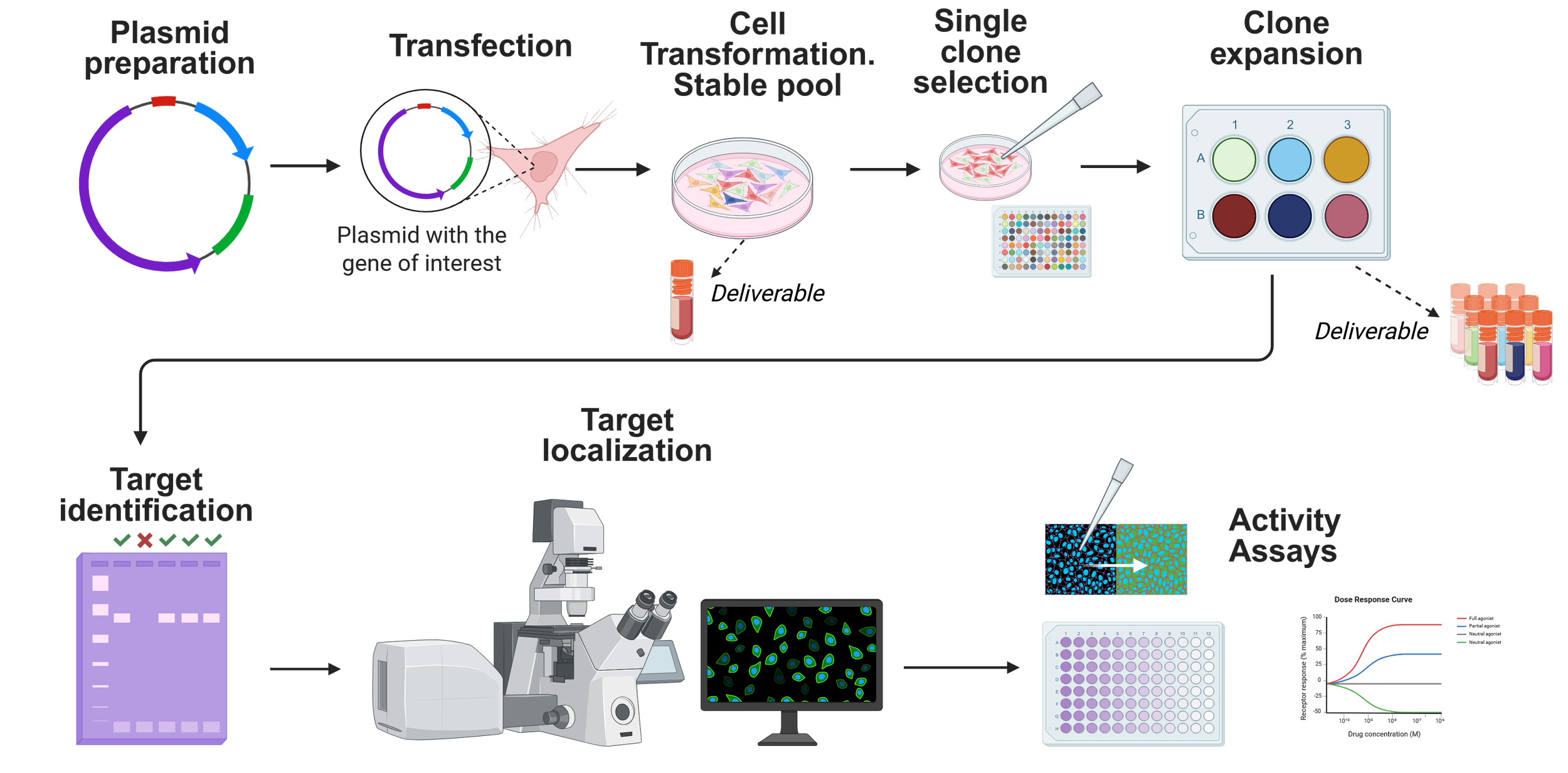 Cell based assays (learn more) — Jungholm Laboratories