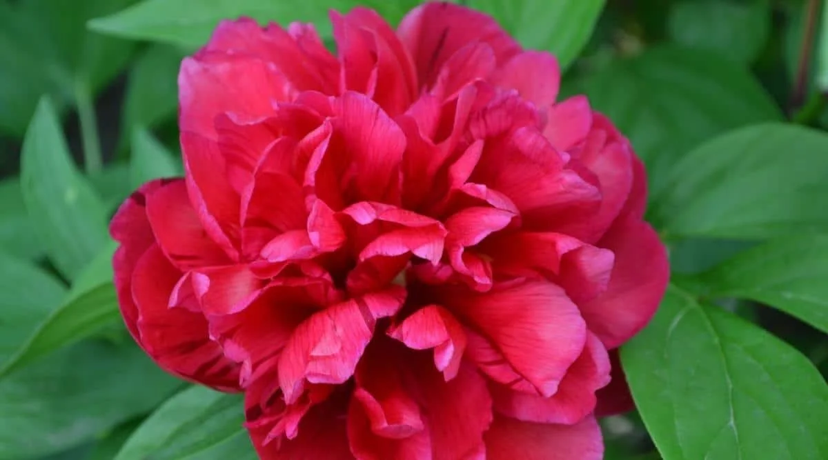 Close-up of a vibrant pink peony flower with green leaves in the background.