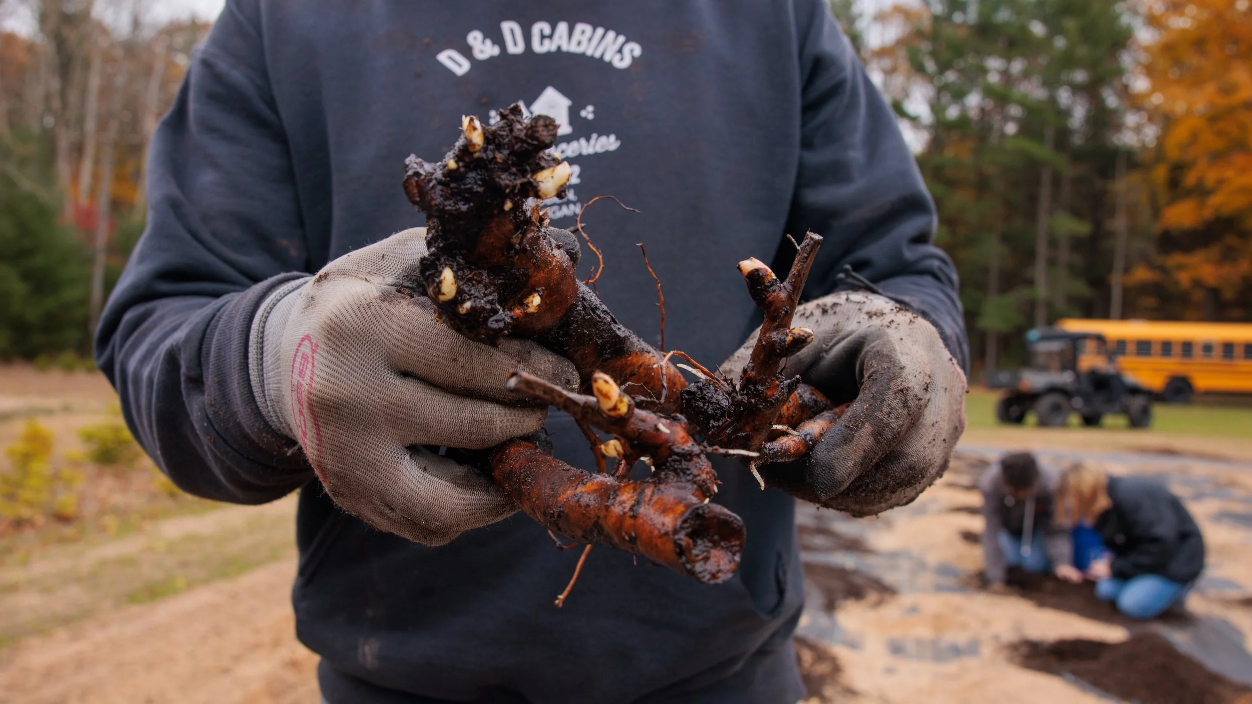  A couple of Sarah Bernhardt peony roots from the Netherlands that were planted on the farm in fall of 2025. 