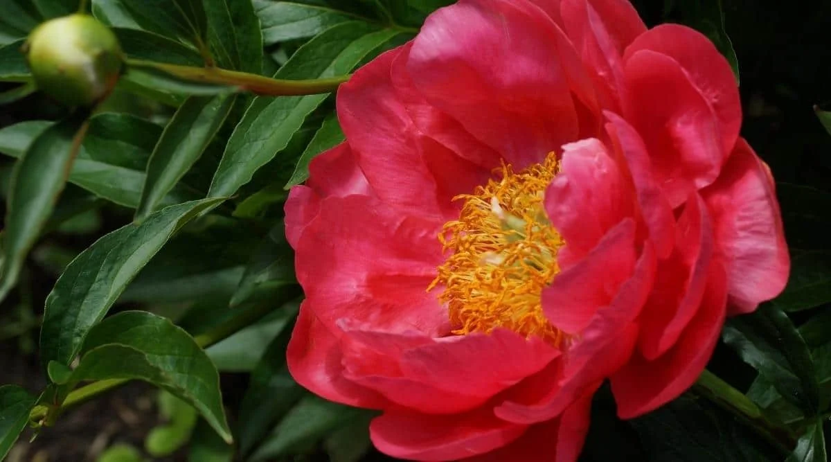 Close-up of a pink peony flower with yellow stamens surrounded by green leaves.