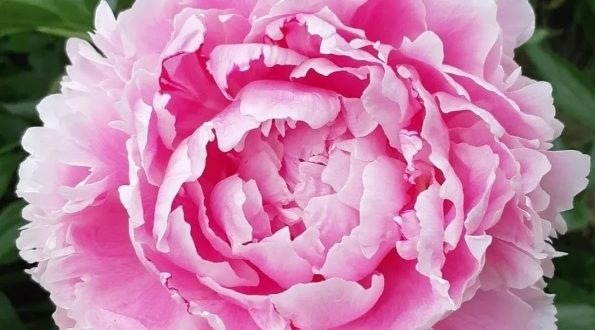 Close-up of a pink peony flower with ruffled petals in full bloom.