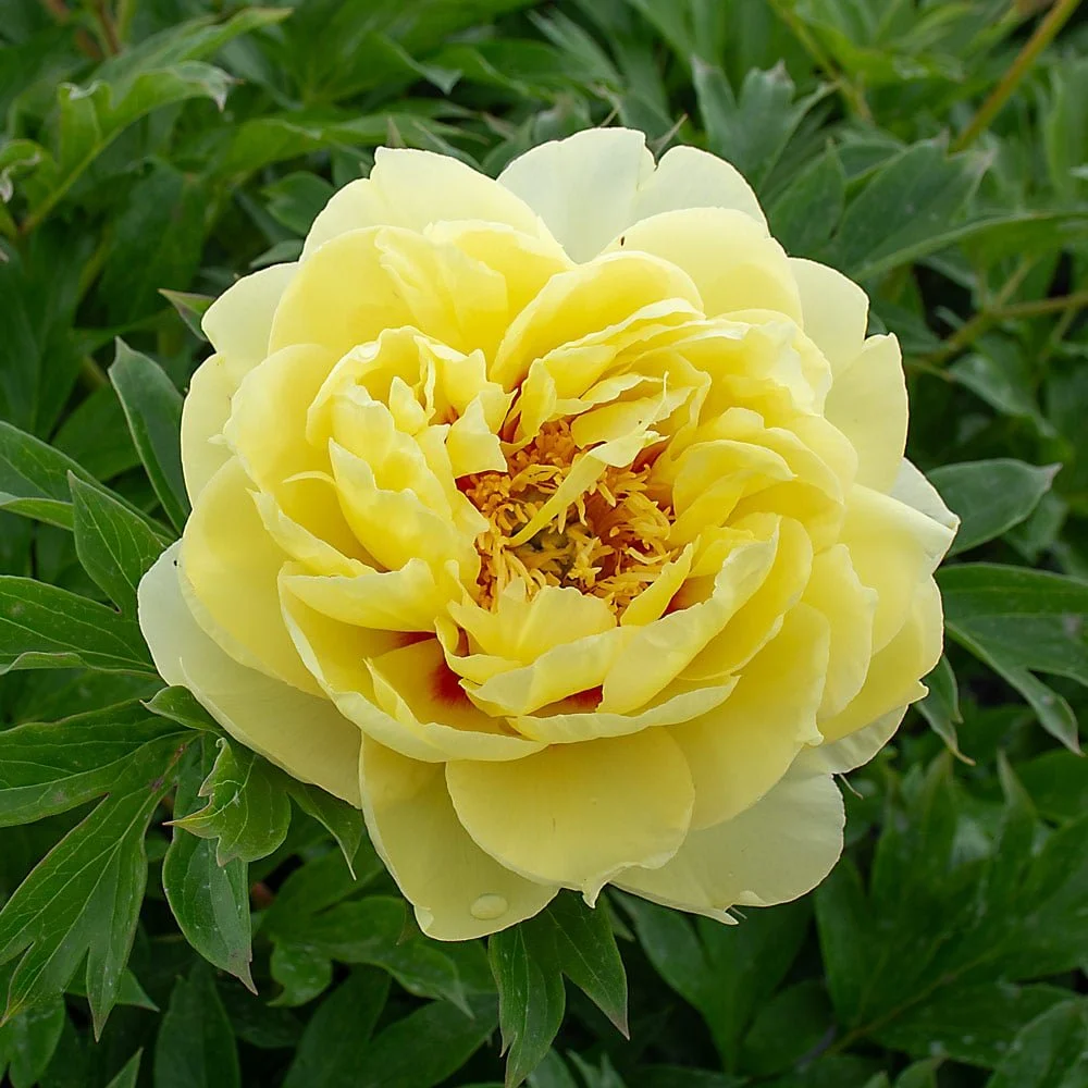 Close-up of a yellow peony flower in full bloom surrounded by green leaves.