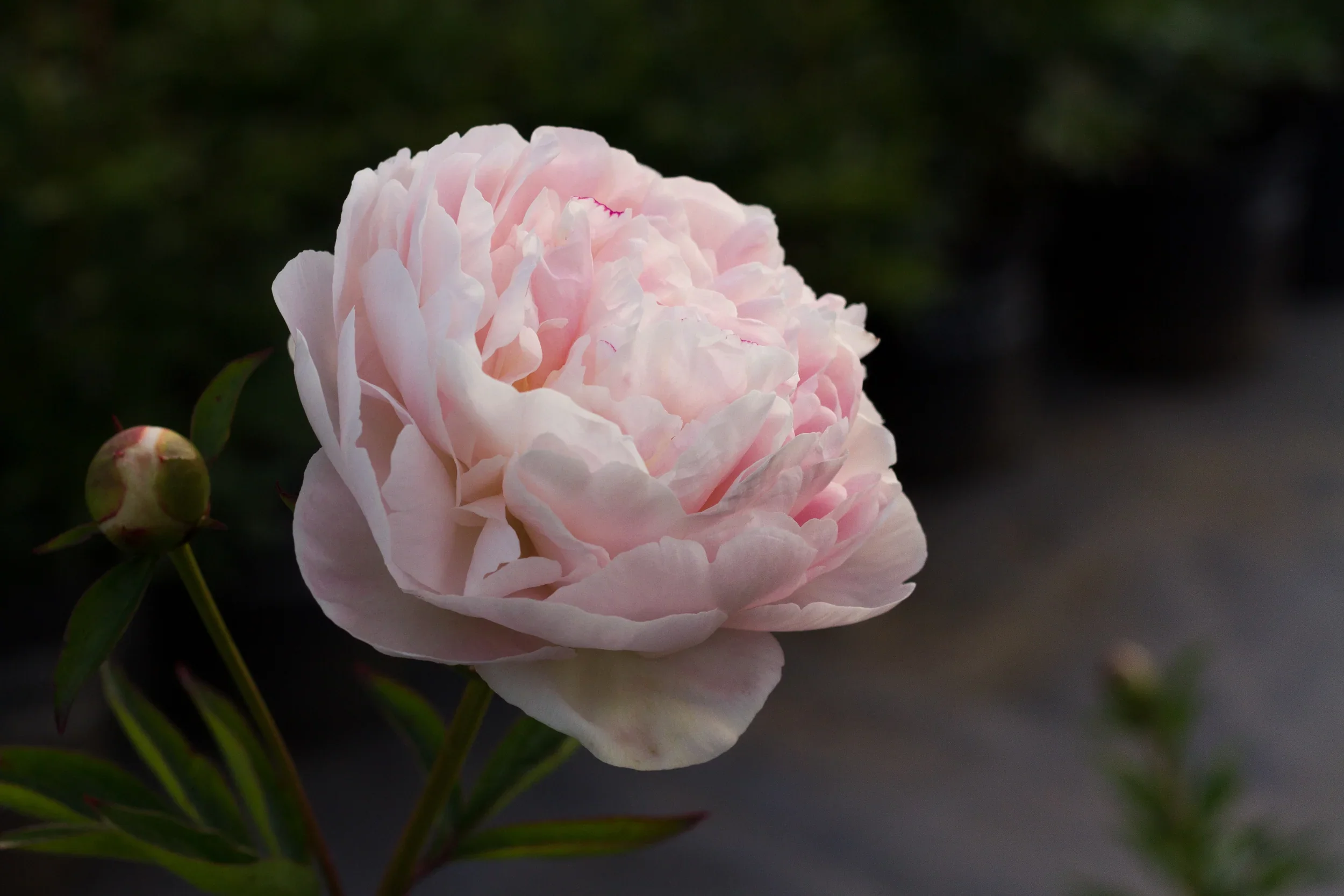 A pale pink peony flower in bloom with a blurred dark green background.